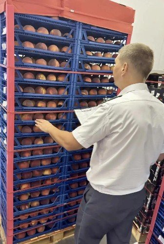 Персики с «сюрпризом» не прошли проверку Россельхознадзора