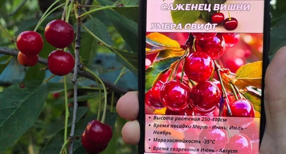 Вредитель, но не тот: цифровой жук подтачивает урожай?